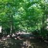 Bright green leaves sprout spring along the Old Barataria Trail.