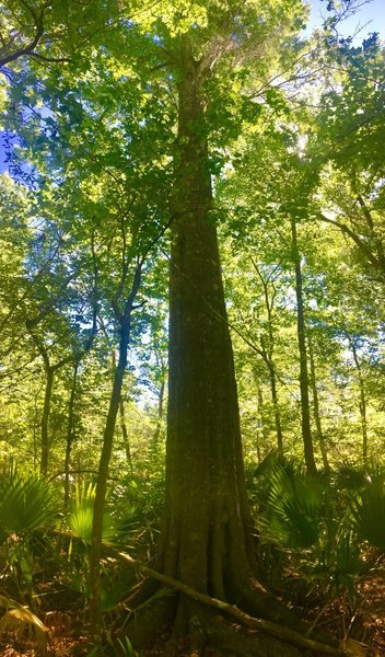 A massive tree grows in the swamp along the Old Barataria Trail.