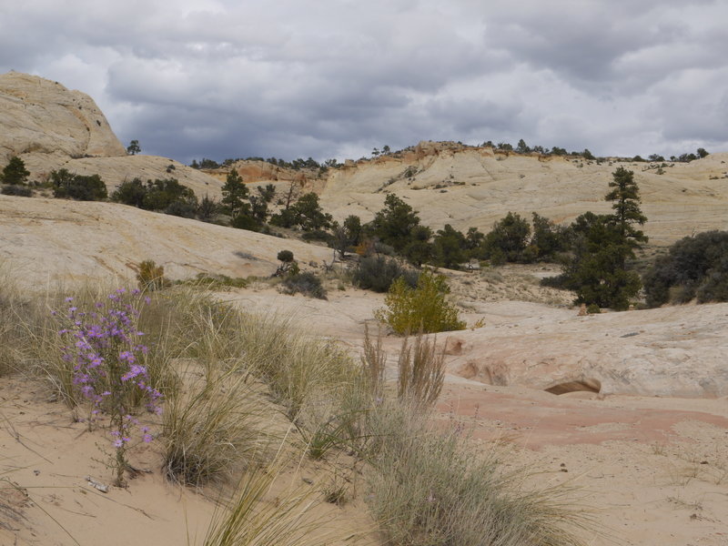 A wildflower sprouts on the Boulder Mail Trail.