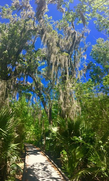 Spanish Moss covers the branches of this tall tree along the Palmetto Trail.