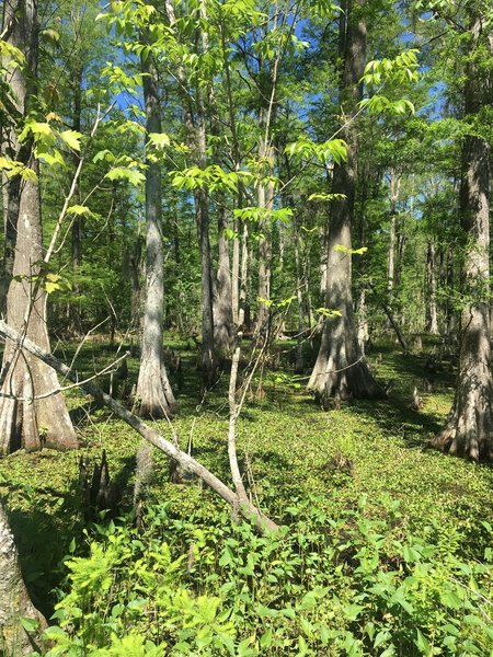 Verdant cypress forests await along the Ring Levee Trail.