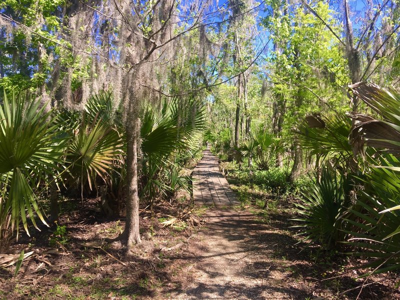 A palmetto alley adds a little excitement to the Ring Levee Trail.