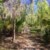 A palmetto alley adds a little excitement to the Ring Levee Trail.