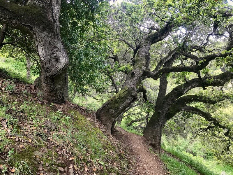 Twisted old oaks shade the trails in Big Canyon Park.