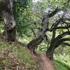 Twisted old oaks shade the trails in Big Canyon Park.