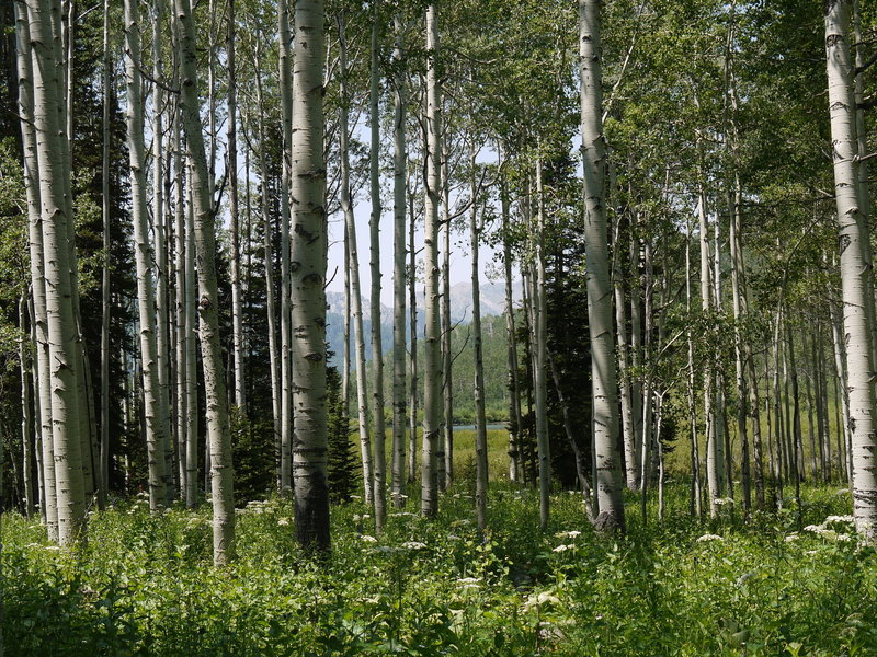 Aspens flourish near Willow Lake in Big Cottonwood Canyon.