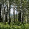 Aspens flourish near Willow Lake in Big Cottonwood Canyon.