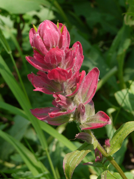 Pink wildflowers grow atop Willow Heights in Big Cottonwood Canyon.