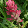 Pink wildflowers grow atop Willow Heights in Big Cottonwood Canyon.