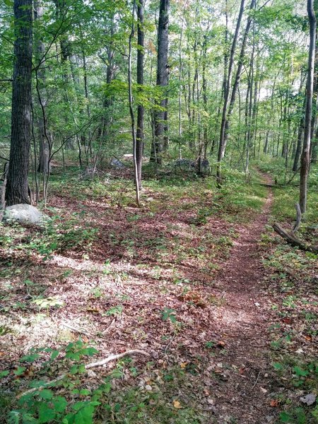 Mahlon Dickerson Reservation offers beautiful trails through dense hardwood forests.