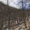 Shadow Canyon offers an interesting look at a standing dead forest left as the remains of a forest fire.