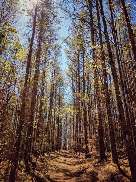 Towering trees greet you along the Purple Trail.