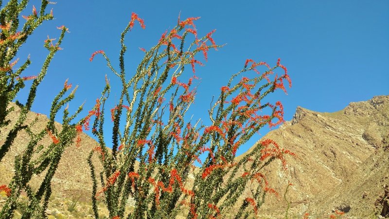 An ocotillo blooms in the spring after a winter of heavy rains in Anza-Borrego Desert State Park.