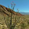 Numerous ocotillos bloom along the Palm Canyon Alternate Trail.