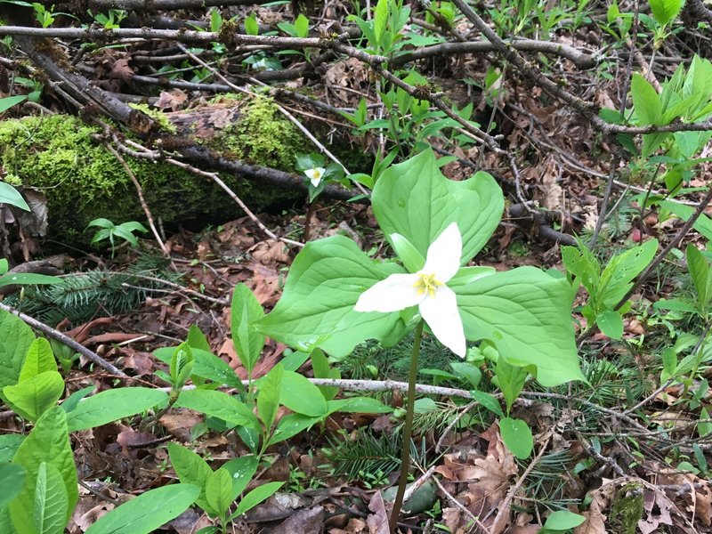 Many of its namesake grow along the Trillium Trail.