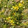 Flowers bloom on a creosote bush along the Palm Canyon Alternate Trail.