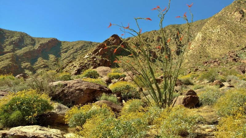 Ocotillo (tall with orange-flowered tips) and brittlebush (yellow bushes) bloom along the Palm Canyon Alternate Trail in the Sonoran/Colorado Desert.