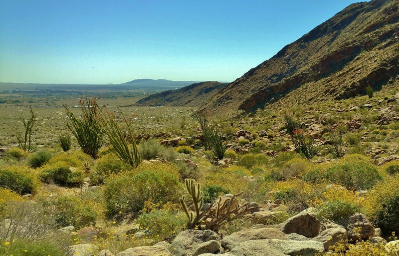 The Sonoran/Colorado Desert comes alive in the spring. Orange-tipped ocotillo, yellow brittlebush, and a cholla cactus pose for a photo.