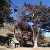 Be sure to check out Scorpion Ranch while on Santa Cruz Island.