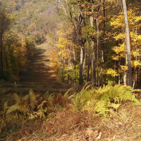 This strip of deforested land is just south of where Ramapo Dunderberg meets Tuxedo - Mt. Ivy.