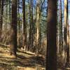 A section of pines along the trail.