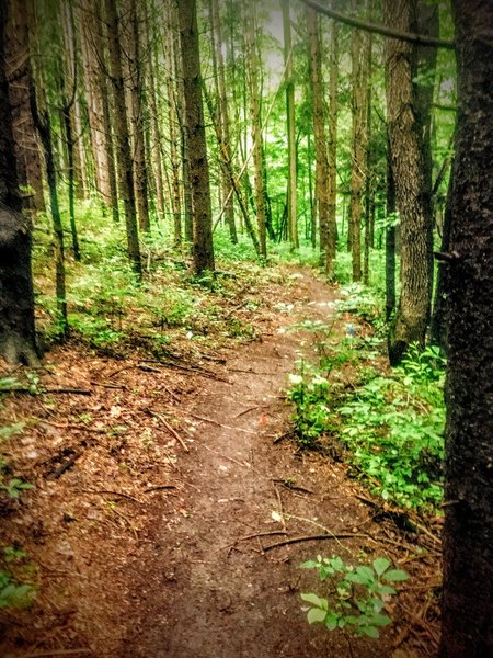 The trail winds through another pine area on the loop.