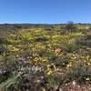 Wildflowers bloom along Green Harvester.