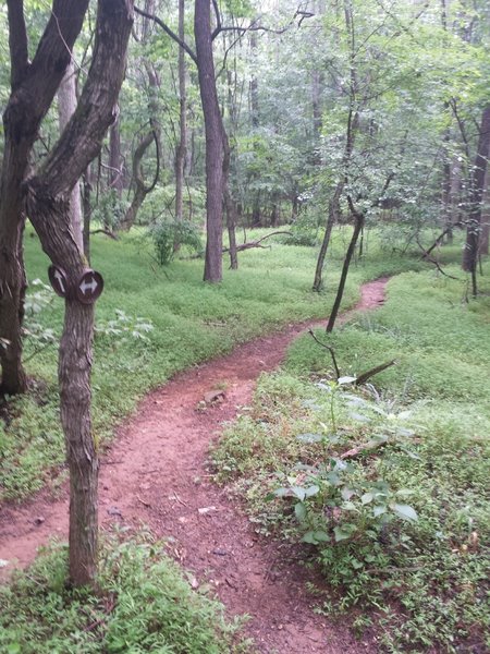 Lowlands Loop starts with this smooth, winding singletrack.