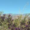 Mountains loom in the distance from the Anza-Borrego Desert State Park Visitor Center.