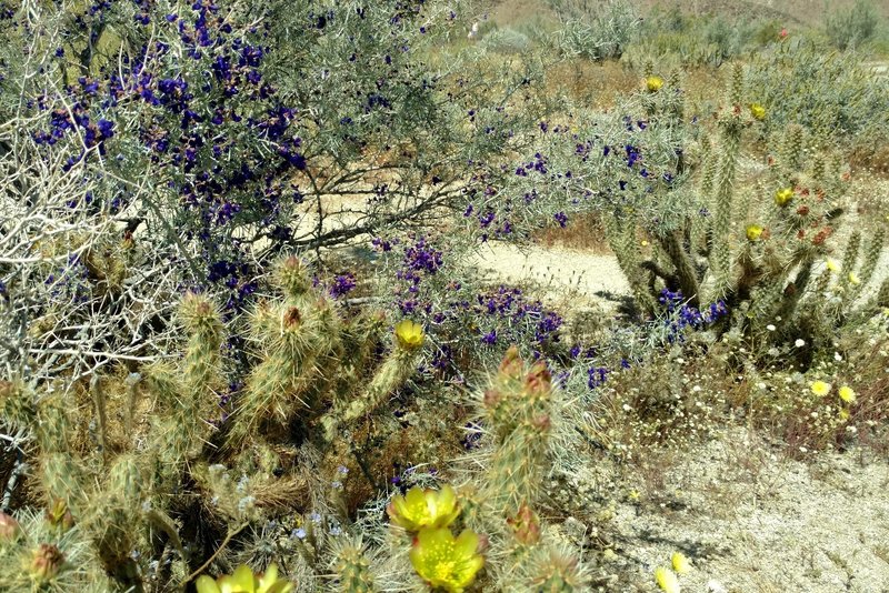 A springtime indigo bush grows alongside a cholla cactus on the Visitor Center Interpretive Trail.