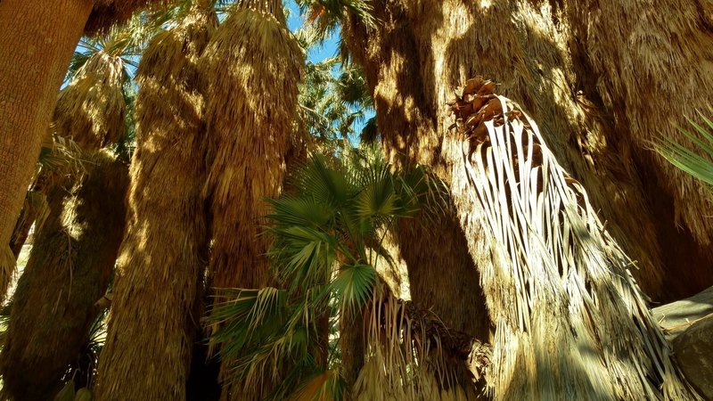 In the cool shade of the Palm Canyon oasis palms, you'll receive a welcome relief from the desert heat.