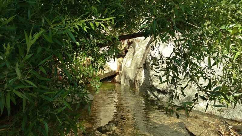 Look for this shaded pool in the stream that runs down Palm Canyon. With all this greenery, it's hard to believe this is a desert.