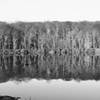 Peaceful mornings at Saffin Pond are coveting things.