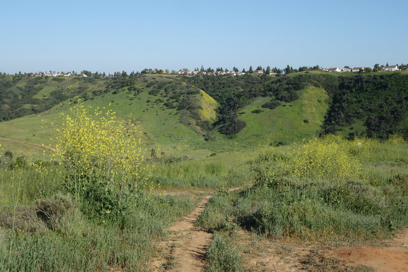 Lasthenia chrysostoma (goldfields) bloom in Los Peñasquitos Canyon.