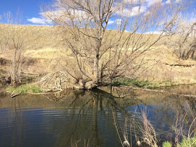 This spot on Sand Creek sports a beaver dam as well as a great swimming hole for your dogs.