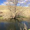 This spot on Sand Creek sports a beaver dam as well as a great swimming hole for your dogs.