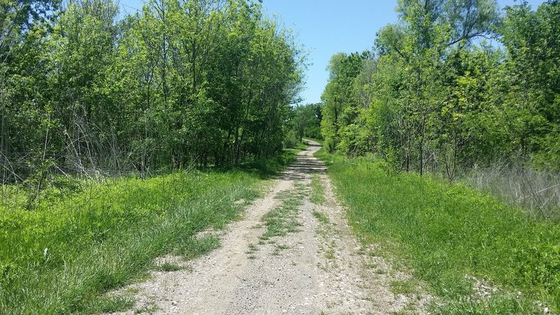 Ranch Road Trail follows smooth doubletrack through forests and grassy openings.