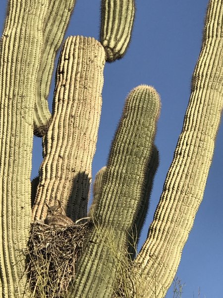 A Great Horned Owl spotted along the Hawks Nest Trail.