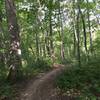 Singletrack through the woods on the Potawatomi Trail.