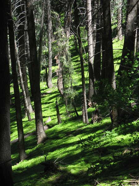 Luscious forest floor flows along the Mill Creek Terraces.