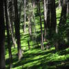 Luscious forest floor flows along the Mill Creek Terraces.