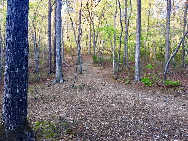 Pay attention as you navigate this trail intersection.