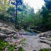 Azaleas bloom fervently at Cedar Falls.