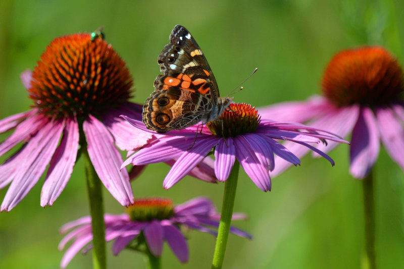 A butterfly searches for nectar in a purple coneflower.