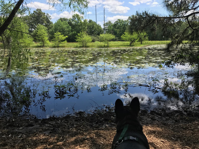 The arboretum has lovely views and is flat enough for a lazy Frenchie to go on his walk.