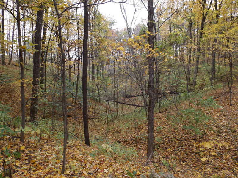 Fall woodlands make for a pleasant sight on the Orange Trail.