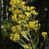 Butterflies search for nectar on a yellow flower in Mill Creek Canyon.