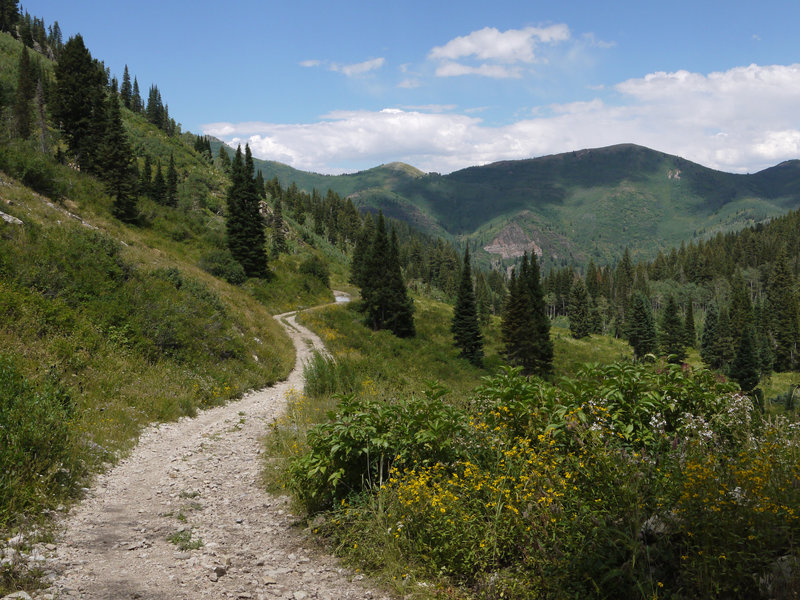 Upstream of Donut Falls, Mill D South Trail traverses somewhat-rocky doubletrack.