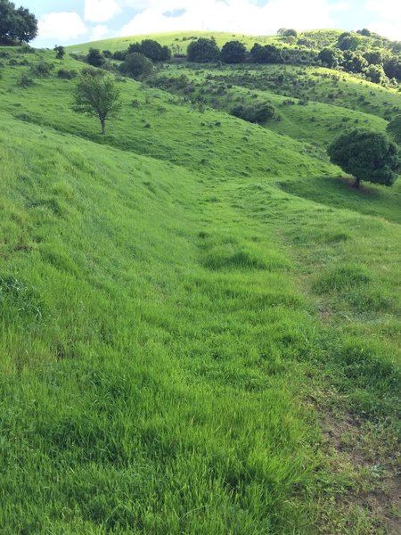 The hills around Port Costa are verdant and lush after heavy winter rains.