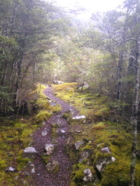 The trail to Casey Saddle Hut is quite mossy in sections.